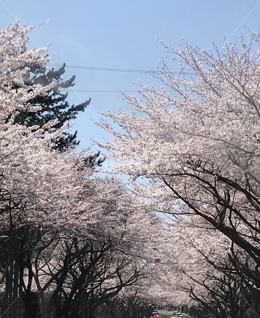 제주봄,제주벚꽃,벚꽃축제,제주대입구,4월벚꽃,봄,계절,spring,season,자연,풍경,nature,landscape,plant,식물,tree,나무