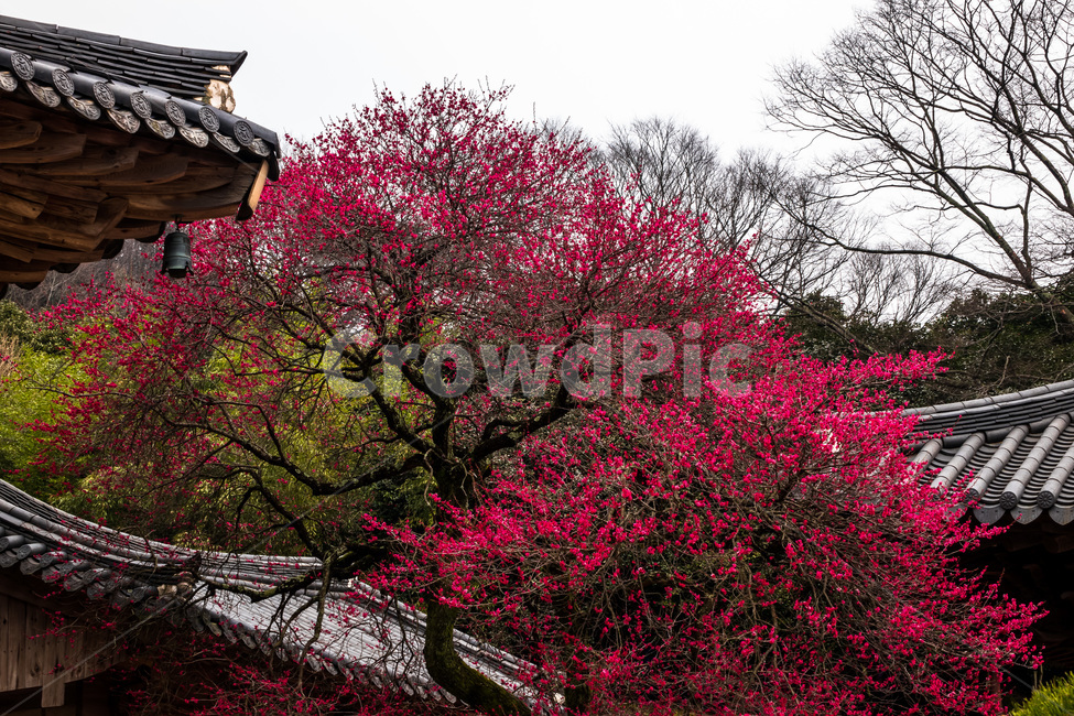 화엄사,매화,봄,구례,사찰,봄,계절,spring,season,한국전통,한국문화,korean traditional,korean culture,식물,자연,plants,nature,나무,trees,wood,종교,신앙,religion,belief,faith,건축물,건물외관,exterior,building,structure,architecture,construction,plant