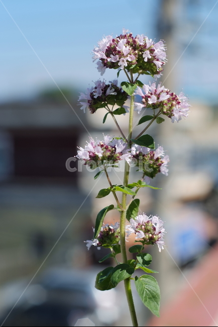 허브,꽃허브,마조람꽃,보라색꽃,여름,식물,자연,plants,nature,꽃,flower
