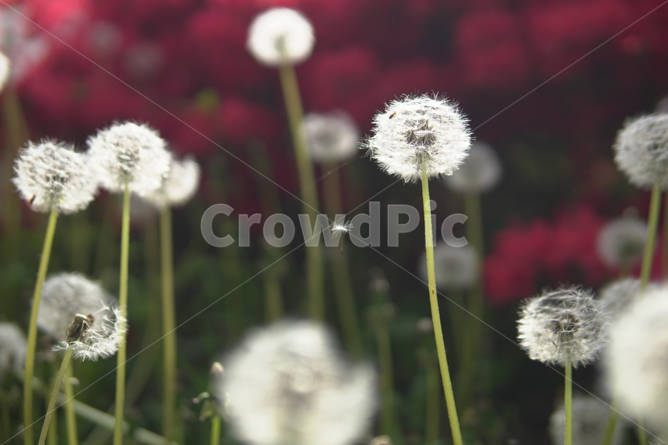 자연,민들레,민들레씨,빨강,red,봄,꽃
