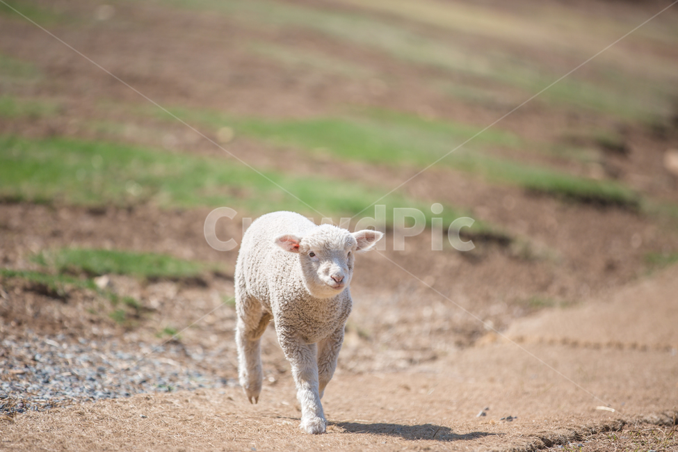 양몰이,새끼양,양,아침,햇살,동물,animal,포유류,mammal