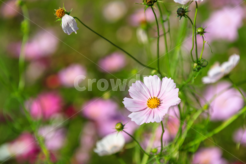 코스모스,꽃,가을,꽃잎,잎,식물,가을,계절,fall,autumn,season,식물,자연,plants,nature,꽃,flower,plant