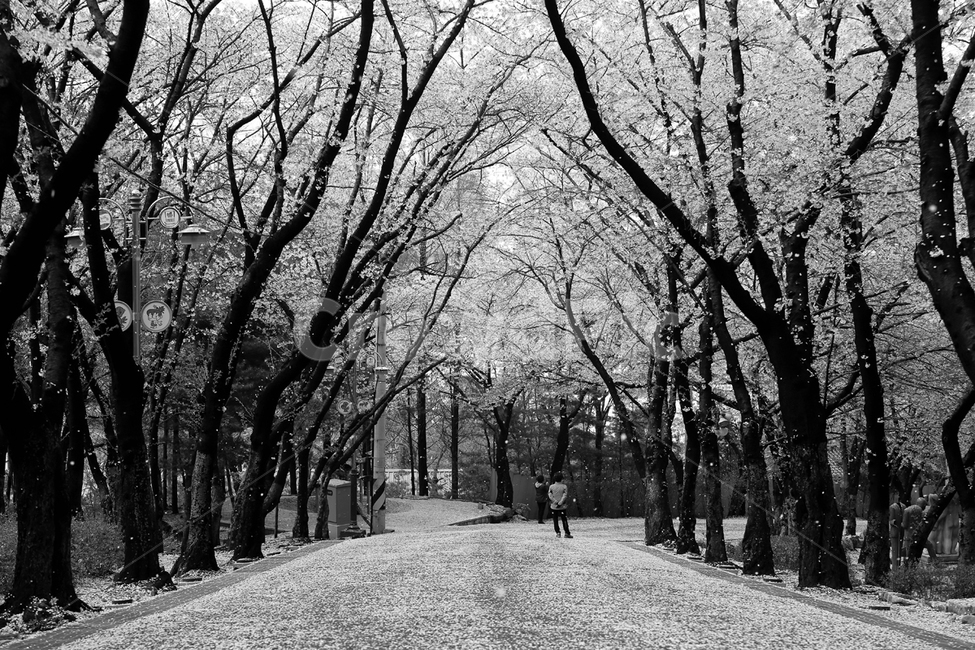 벗꽃,봄,나무,산책,꽃길,봄,계절,spring,season