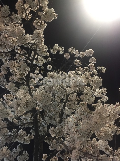 벚꽃,벚꽃나무,나무,벚꽃놀이,야경,트리,tree,plant,벚나무,벚꽃축제,식물,자연,plants,nature,꽃,flower