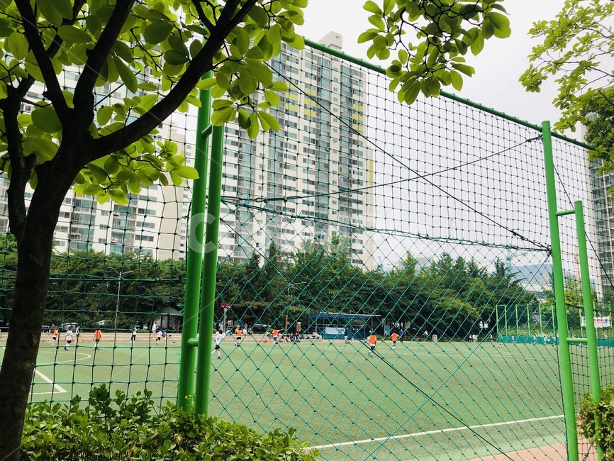 공원,축구,청량한,여름,풍경,나무
