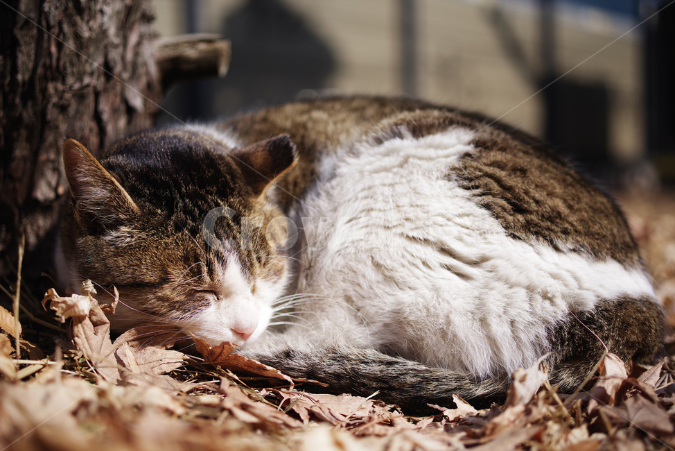 고양이,길고양이,길냥이,동물,야생동물,야생,자연,cat,kitty,kitten,pet,animal,gato,동물,animal,포유류,mammal,고양이,cat,kitten,kitty