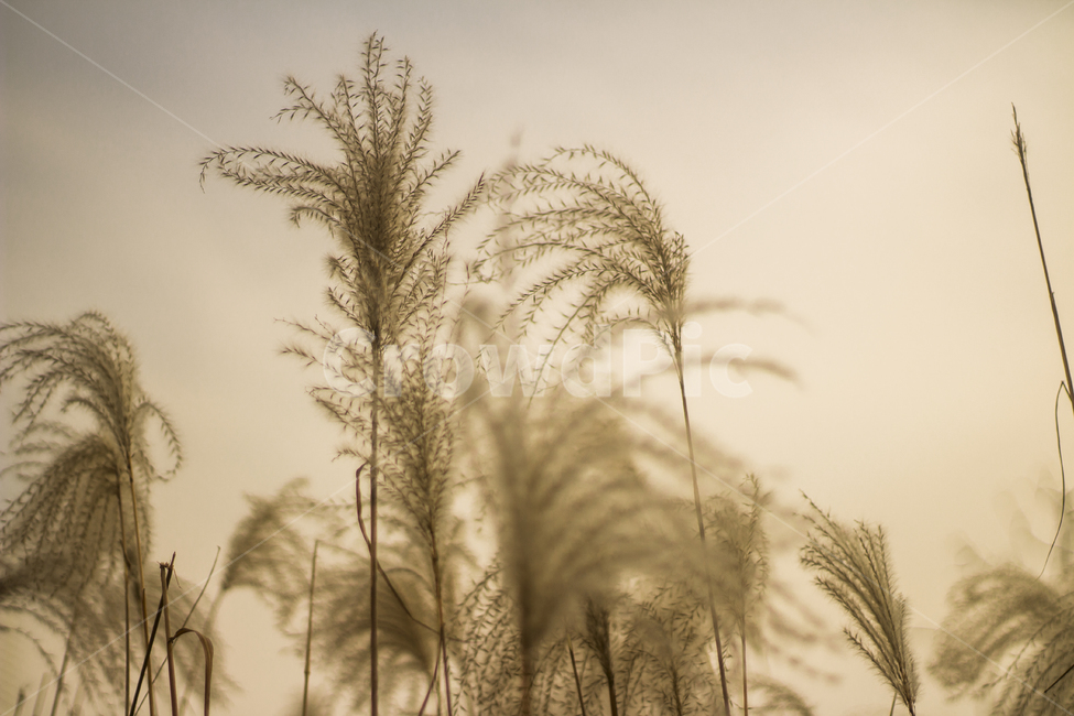 갈대,햇빛,가을,오후,햇살,가을,계절,fall,autumn,season,식물,자연,plants,nature,감성,sensible,feeling,grass,잔디,plant,lawn,reed