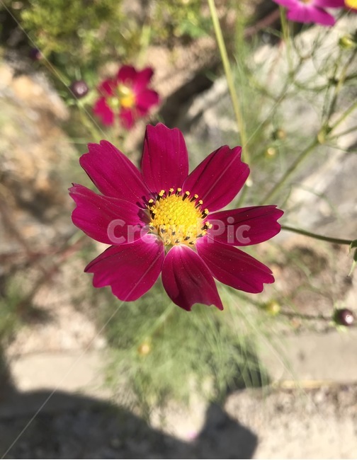 꽃,플라워,flower,코스모스,자연,식물,가을,계절,fall,autumn,season,식물,자연,plants,nature,꽃,flower,plant,petal,꽃잎,blossom