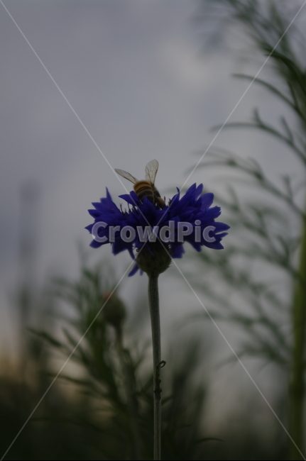 꽃,flower,식물,plant,자연,nature