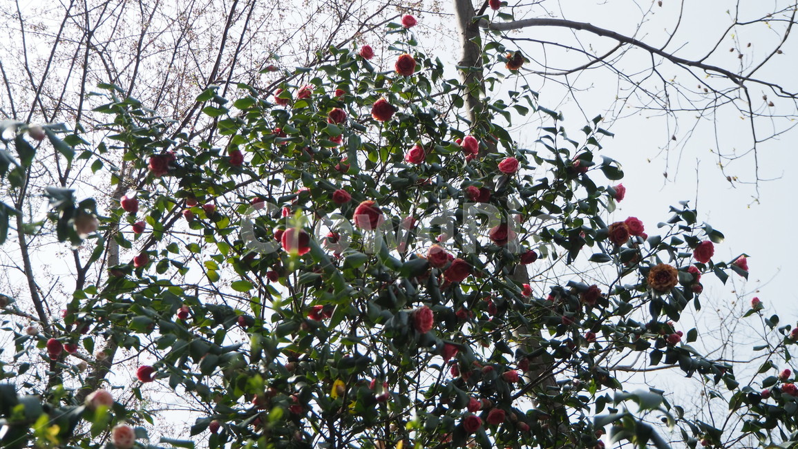plant,식물,동백꽃,겨울꽃,봄,꽃,빨간색,빨간꽃
