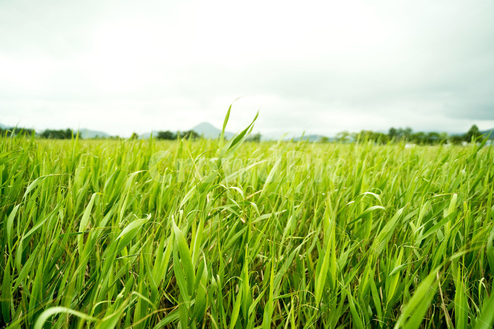 갈대,갈대밭,순천만습지,초록,바람,여름,풍경,background,자연,nature