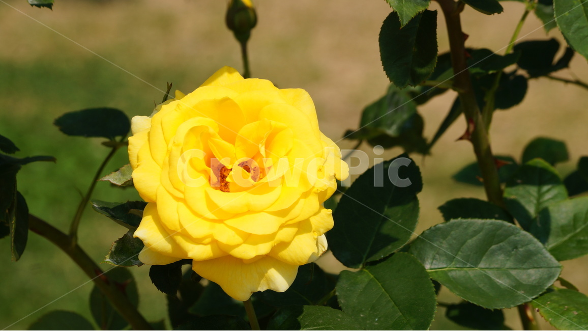 장미,꽃,꽃사진,식물,자연,장미축제,식물,자연,plants,nature,꽃,flower