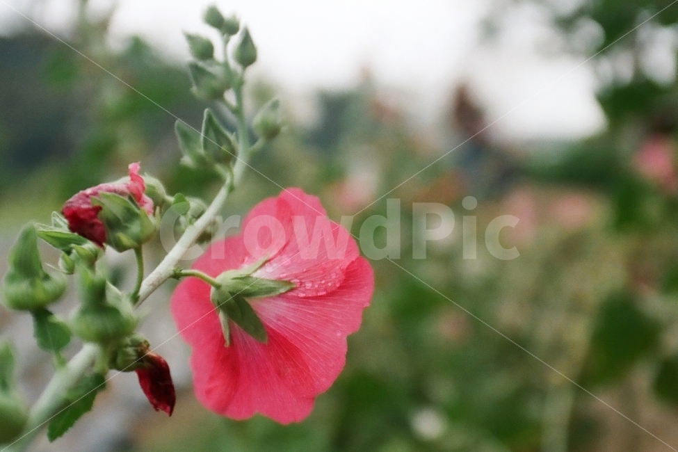 접시꽃,꽃,필름사진,감성,느낌,식물,자연,plants,nature,꽃,flower,감성,sensible,feeling