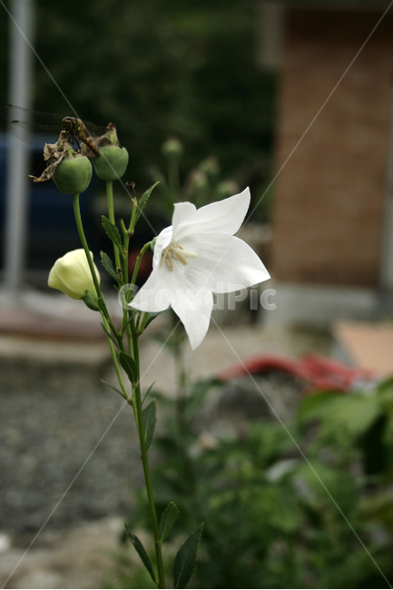 도라지꽃,식물,flower,plants,nature,꽃,꽃봉오리,식물,자연,plants,nature,꽃,flower