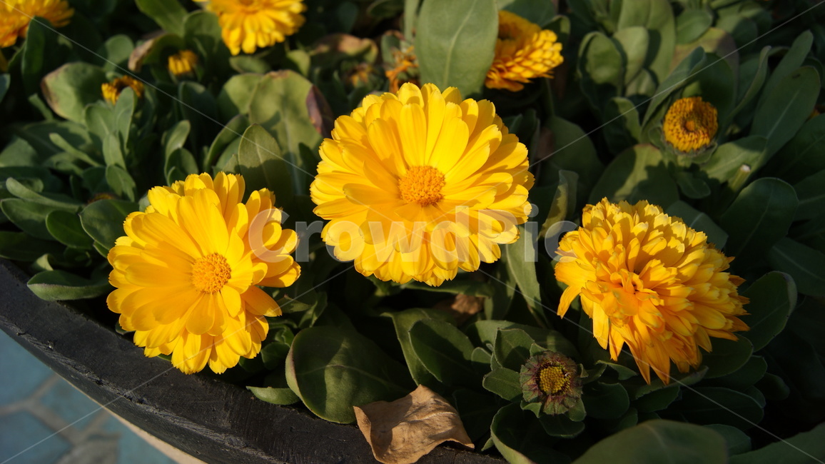 노란꽃,자연,flower,화단,식물,plant