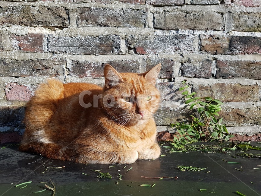 고양이,길고양이,cat,치즈고양이,고양이식빵,식빵굽는고양이