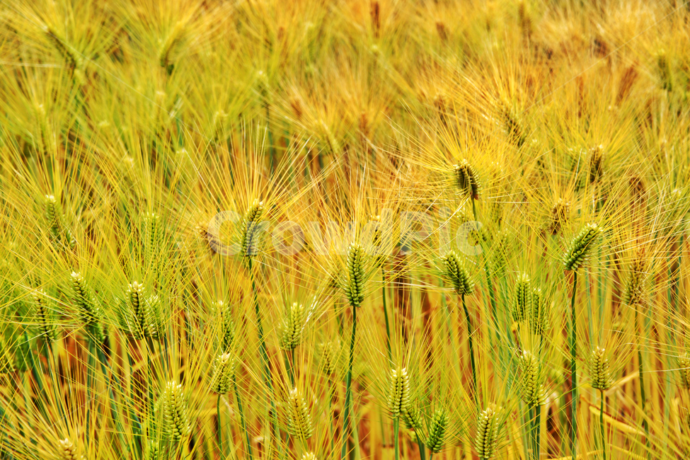 보리,식용,벼과,대맥,월년생초본,작물,식물,자연,plants,nature,곡류,곡식,cereals,산업,industry,industrial,농업,농사,agriculture,farming,farming industry