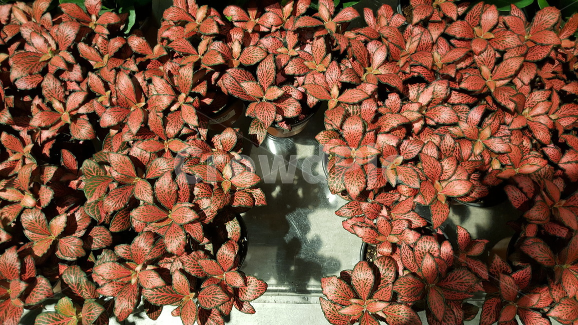 꽃,식물,화분,장식,화단,꽃다발,축하,감성,느낌,행복,식물,자연,plants,nature