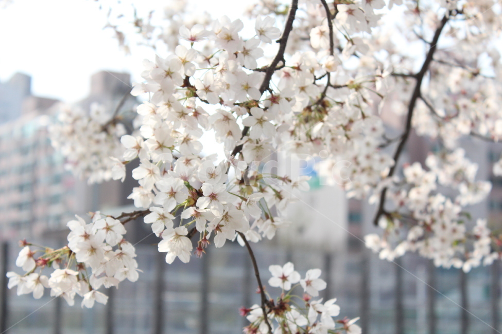 벚꽃,봄풍경,꽃,사쿠라,풍경,봄,봄,계절,spring,season,식물,자연,plants,nature,꽃,flower,건축물,건물외관,exterior,building,structure,architecture,construction,plant,blossom,cherry blossom