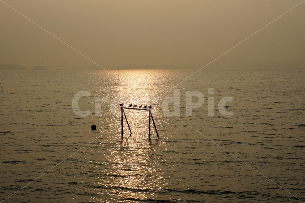 대부도,대부도해솔길,갈매기,노을,실루엣,여유로움,자연,풍경,nature,landscape,동물,animal,조류,새,birds,휴식,힐링,rest,relaxation,healing,outdoors,옥외