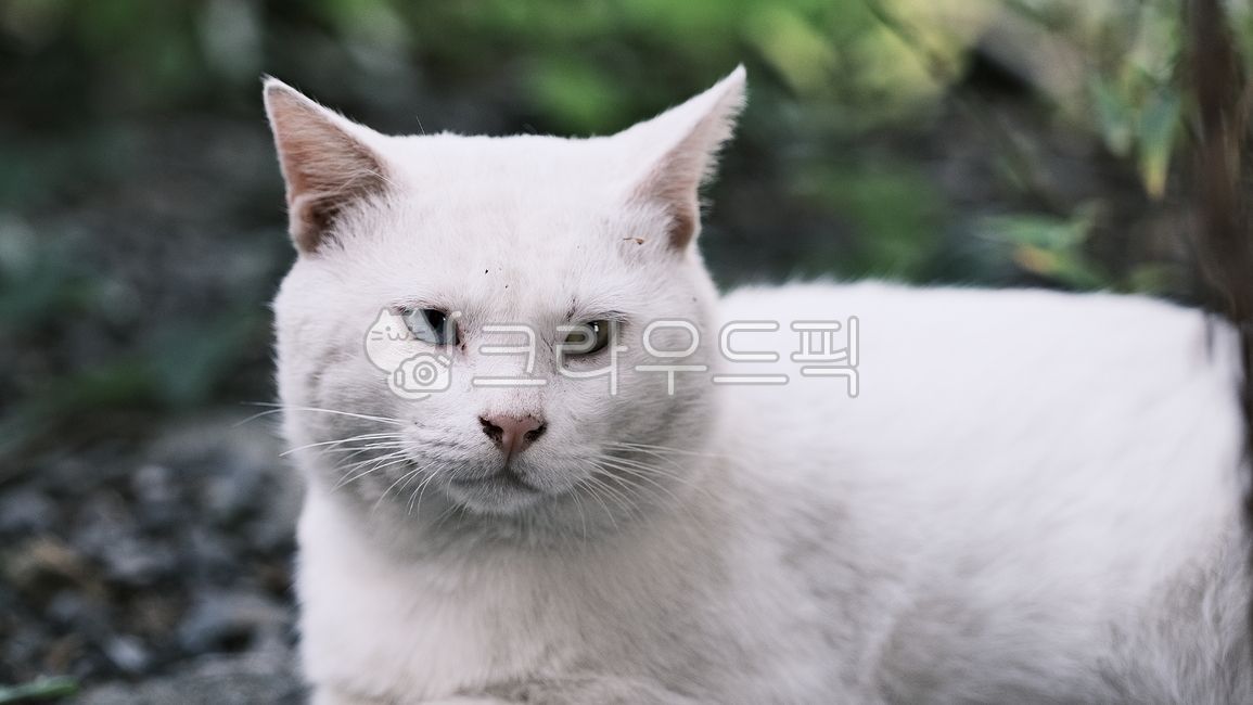 오드아이,oddeye,길고양이,alleycat,동물,고양이,animal,포유류,mammal,길냥이,streetcat,귀여운냥이,cute,아빠고양이,whitecat,하얀고양이,고양이발바닥,젤리고양이,동물,animal,포유류,mammal,고양이,cat,kitten,kitty