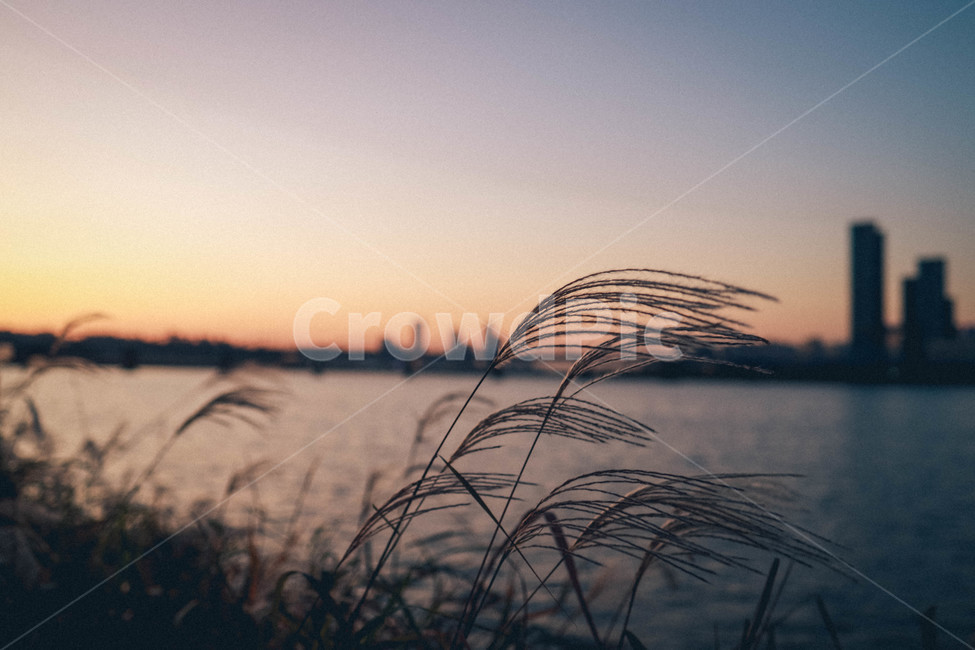 한강,노을,억새,가을,풍경,야경,밤,풍경,nightscape,night,landscape,식물,자연,plants,nature