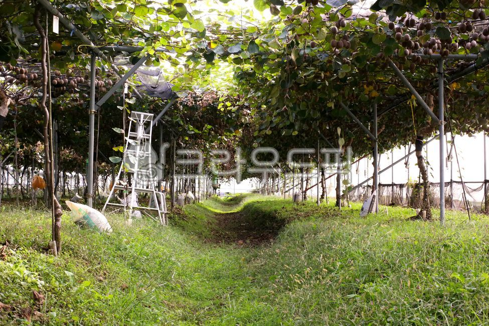 키위,골드키위,과일,제철과일,키위주스,신선,키위농장,나무,농장,열매,kiwi,fruit,gold,green,yellow