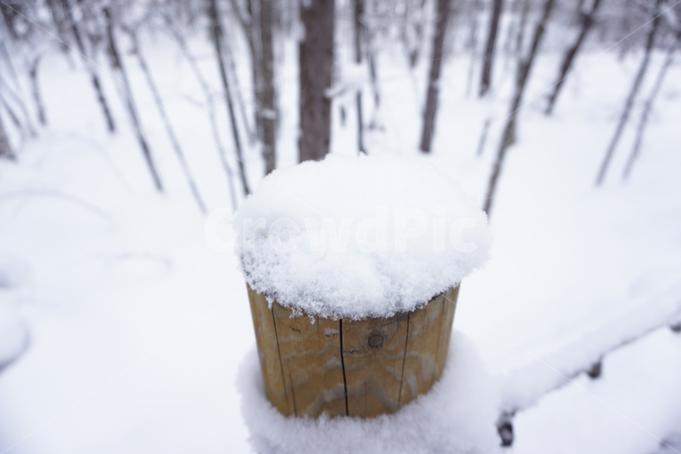 겨울,눈,겨울풍경,감성,winter,나무