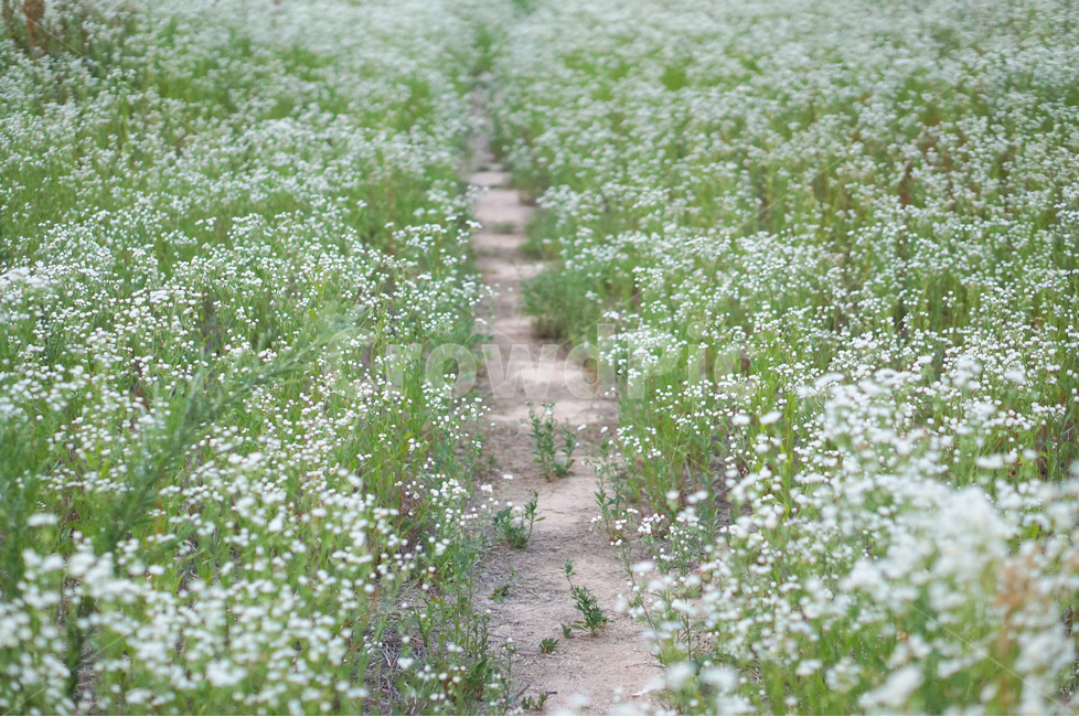 꽃,개망초,하양,풍경,초록,식물,식물,자연,plants,nature,꽃,flower