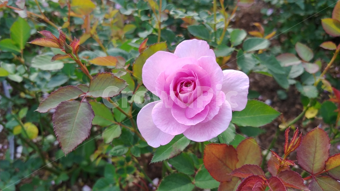식물,flower,꽃,장미,rose,식물,자연,plants,nature,꽃,flower