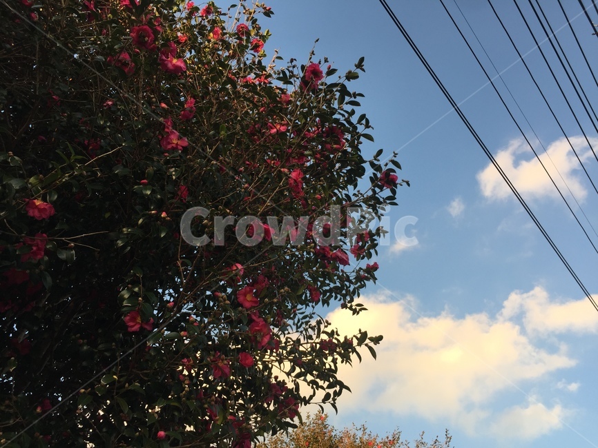 동백꽃,동백,하늘,꽃,빨간꽃,붉은꽃,겨울꽃,제주꽃,식물,자연,plants,nature,꽃,flower