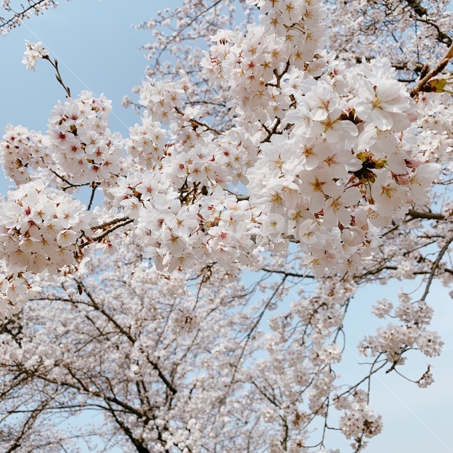 봄,벚꽃,꽃,계절,분홍색,따스함,봄,계절,spring,season,plant,식물,blossom,flower,cherry blossom