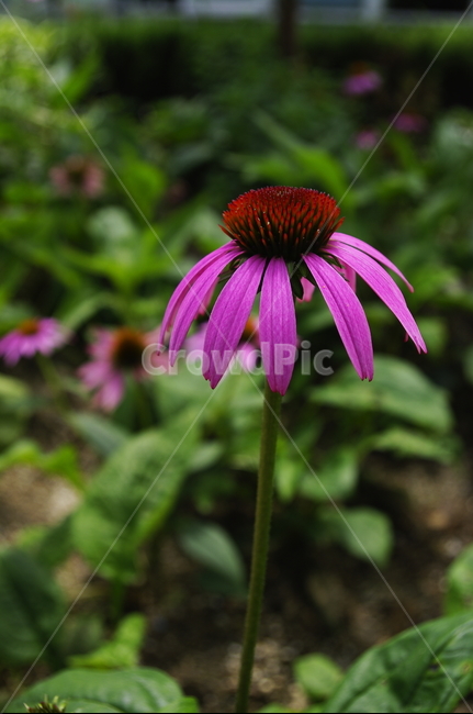 에네케시아,꽃,flower,식물,plant,자연,nature