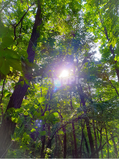숲,렌즈플레어,자연,여름,청량