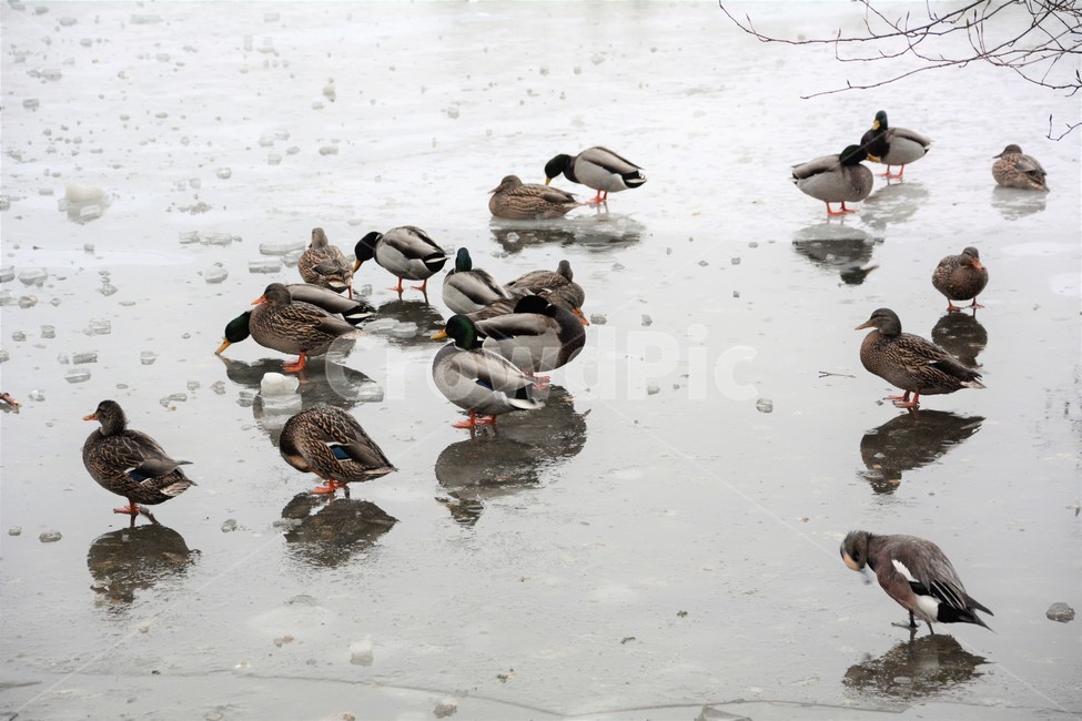 겨울,자연,얼음,오리,철새,겨울,계절,winter,season,동물,animal,조류,새,birds