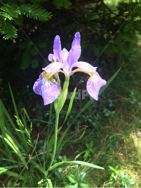 plant,식물,아이리스,flower,꽃,난초,순수,보라