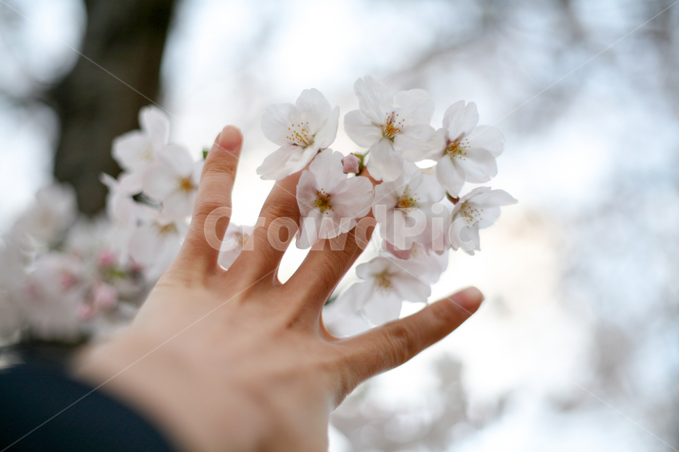 감성,손,벛꽃,빛,햇빛,따스함,사랑,꽃,봄,봄날,화단,자연,식물,plants,nature,flower,spring,아웃포커싱,공원,봄,계절,spring,season,꽃,flower,사람,인물,인간,human,person,신체일부,몸,body,plant