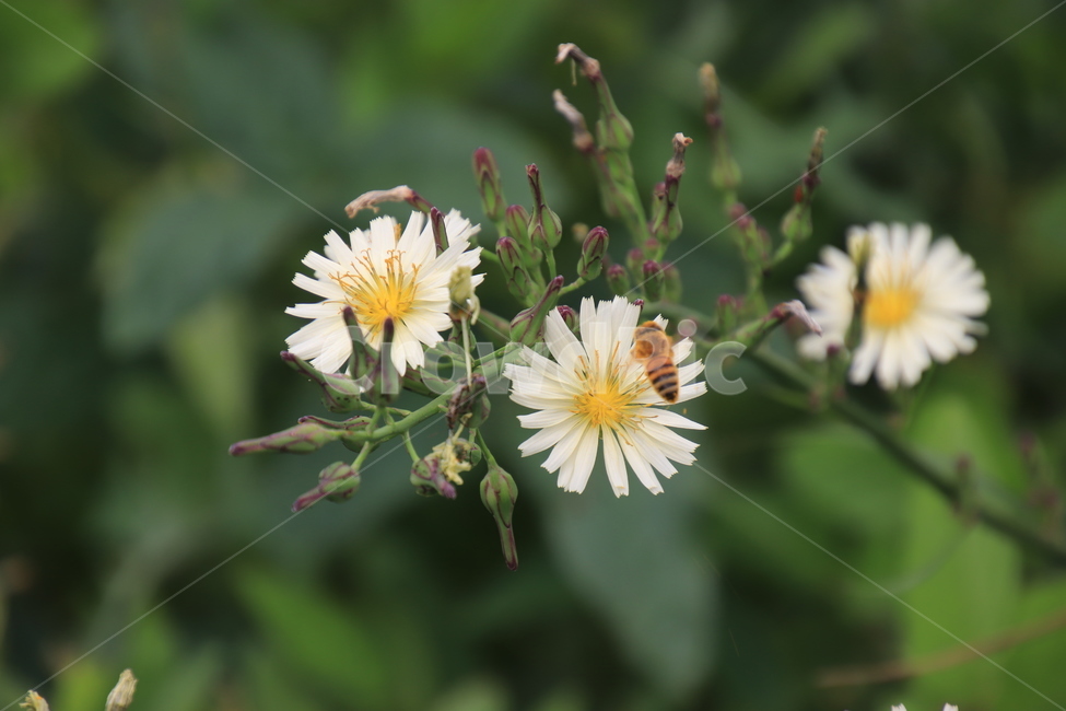 식물,꽃,고들빼기,가을,약용,식물,자연,plants,nature,꽃,flower