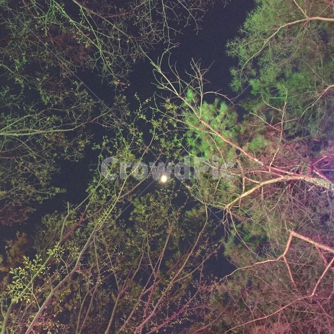 밤하늘,밤,달,나무,숲,보름달,moon,tree,night,nightsky,sky,forest,fullmoon