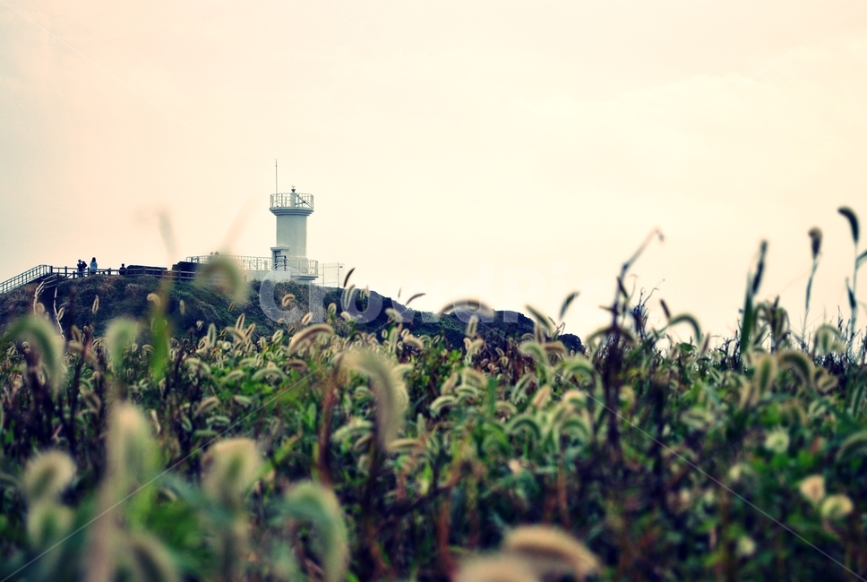 제주도,가을,등대,바람,들녘,jeju,fall,lighthouse,wind,field,등대,lighthouse,제주도,jeju,jeju island,grass,잔디,plant,식물