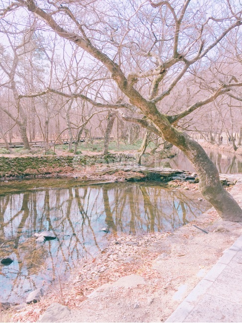 tree,나무줄기,나무,plant,식물,treetrunk,풍경,경치,계곡,산책,나무,trees,wood