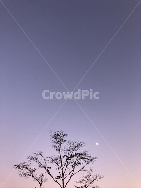 나무,달,저녁,하늘,자연,nature,야경,밤,풍경,nightscape,night,landscape