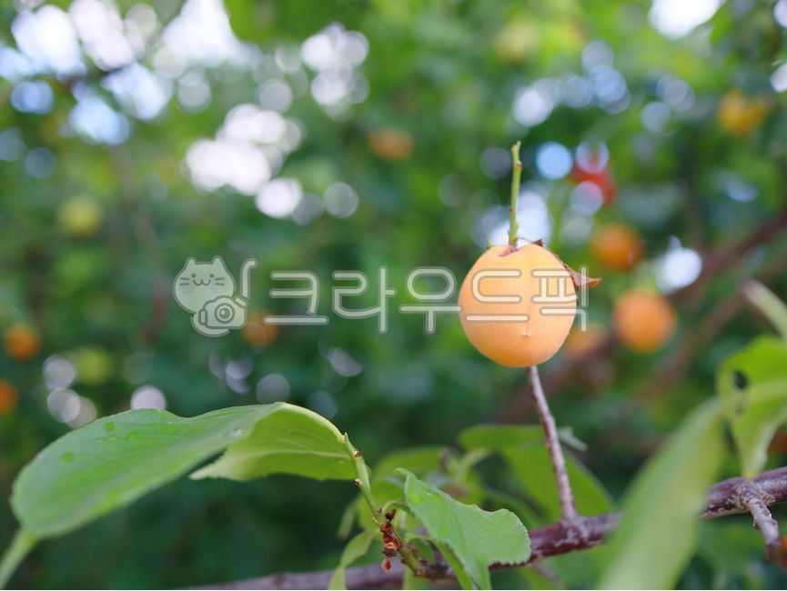 살구,나무,살구나무,살구열매,fruit,plant,식물,과일