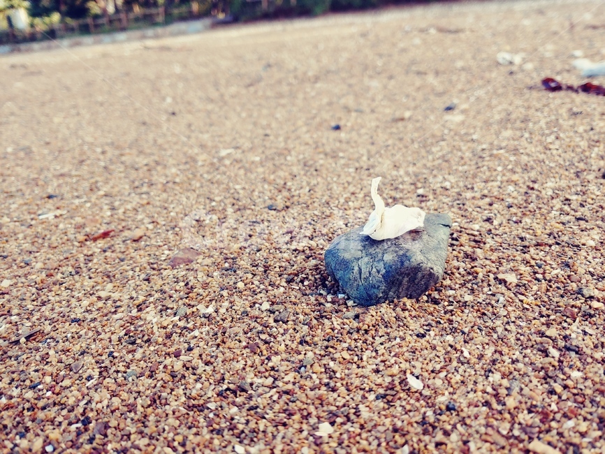 자갈,모래,ground,모래사장,조개,바닥