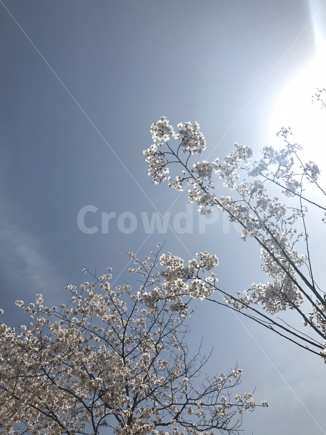 벚꽃,봄,벚꽃놀이,하늘,풍경,봄,계절,spring,season,식물,자연,plants,nature,꽃,flower,outdoors,옥외