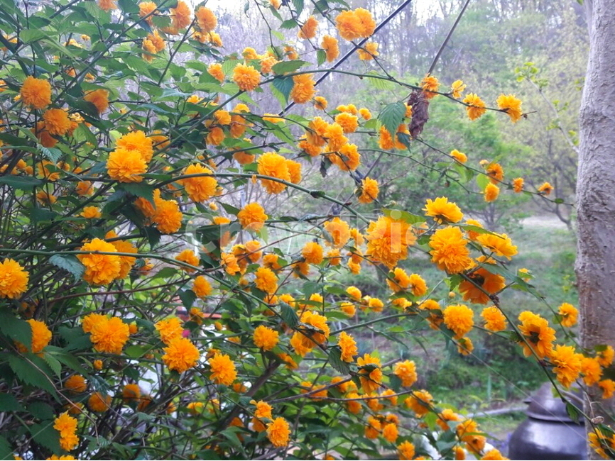 정원,꽃밭,flower,네추럴가든,natural,자연,초록,황매화,죽단화,항아리,봄꽃,죽도화,배경,배경이미지,배경화면,식물,자연,plants,nature,꽃,flower