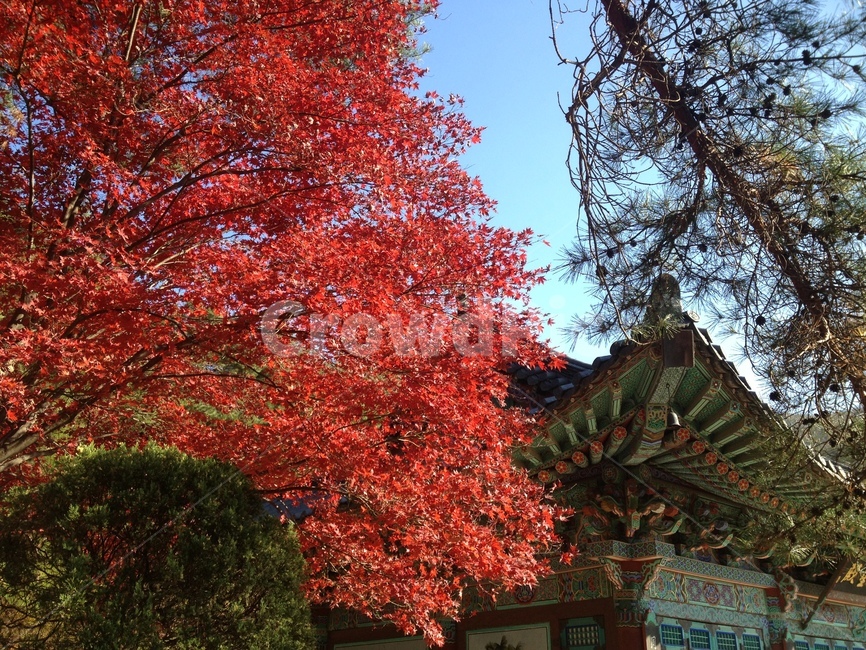 단풍,절,사찰,가을,temple,fallfoliage,autumn,fall,autumncolors,가을,계절,fall,autumn,season,tree,나무,plant,식물