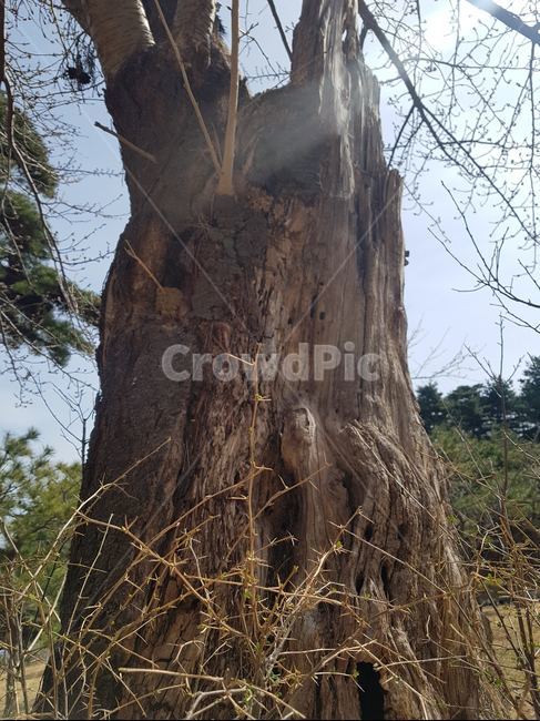 죽은나무,마른나무,나무줄기,나무통,넓은나무,식물,자연,plants,nature,나무,trees,wood