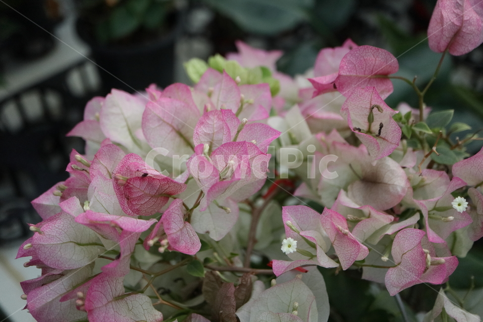 blossom,꽃,flower,plant,식물,부겐빌레아,bougainvillea,관목,핑크엔젤,부겐베리아,온실,쌍떡잎식물