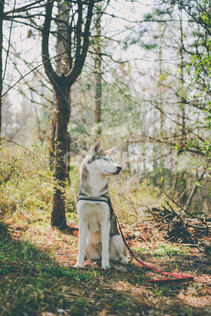 시베리안허스키,대형견,허스키,반려견,숲,봄,동물,forest,dog,siberianhusky,husky,동물,animal,포유류,mammal,개,강아지,dog,doggy